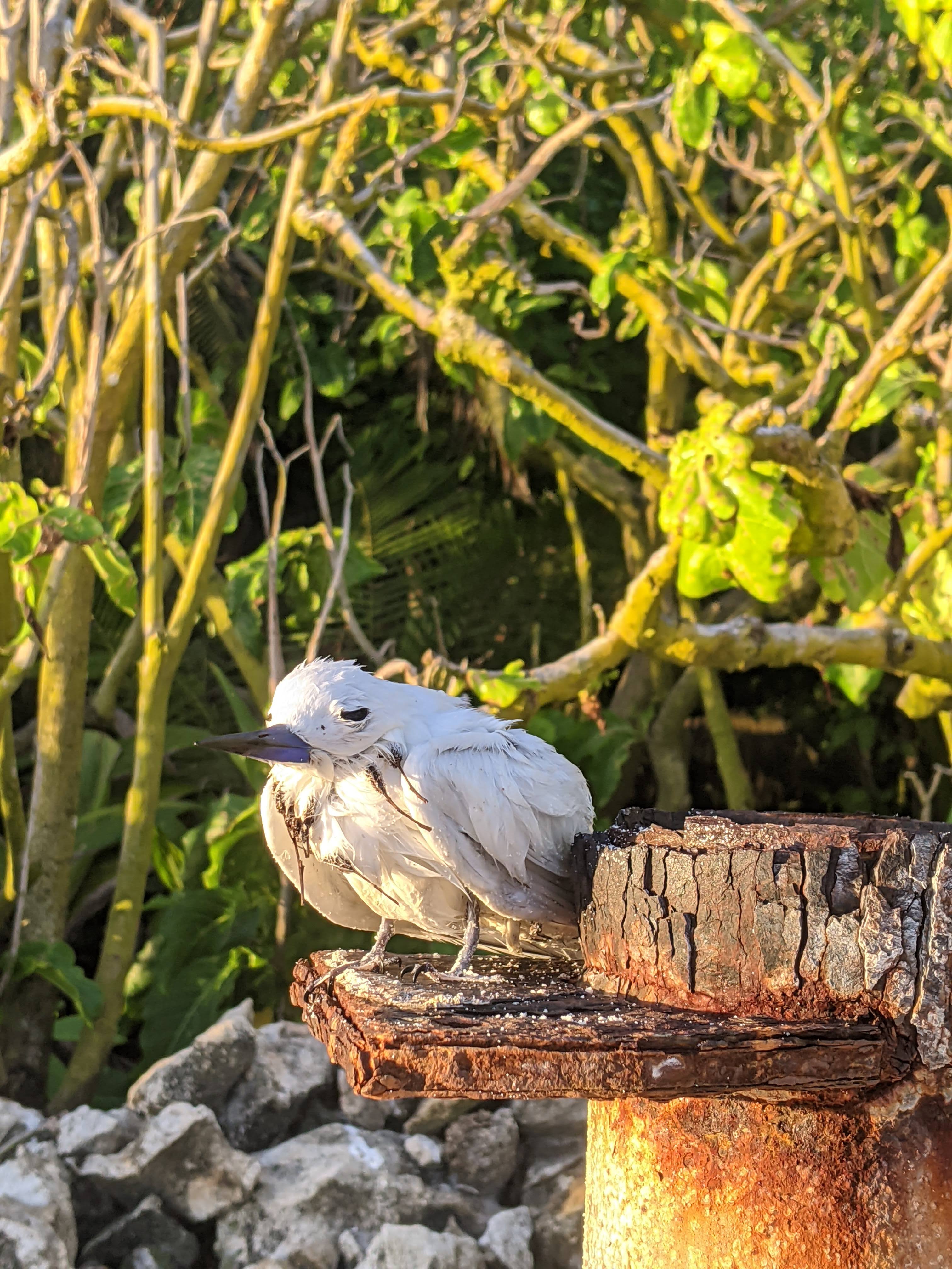 Fairy tern and pisonia tree