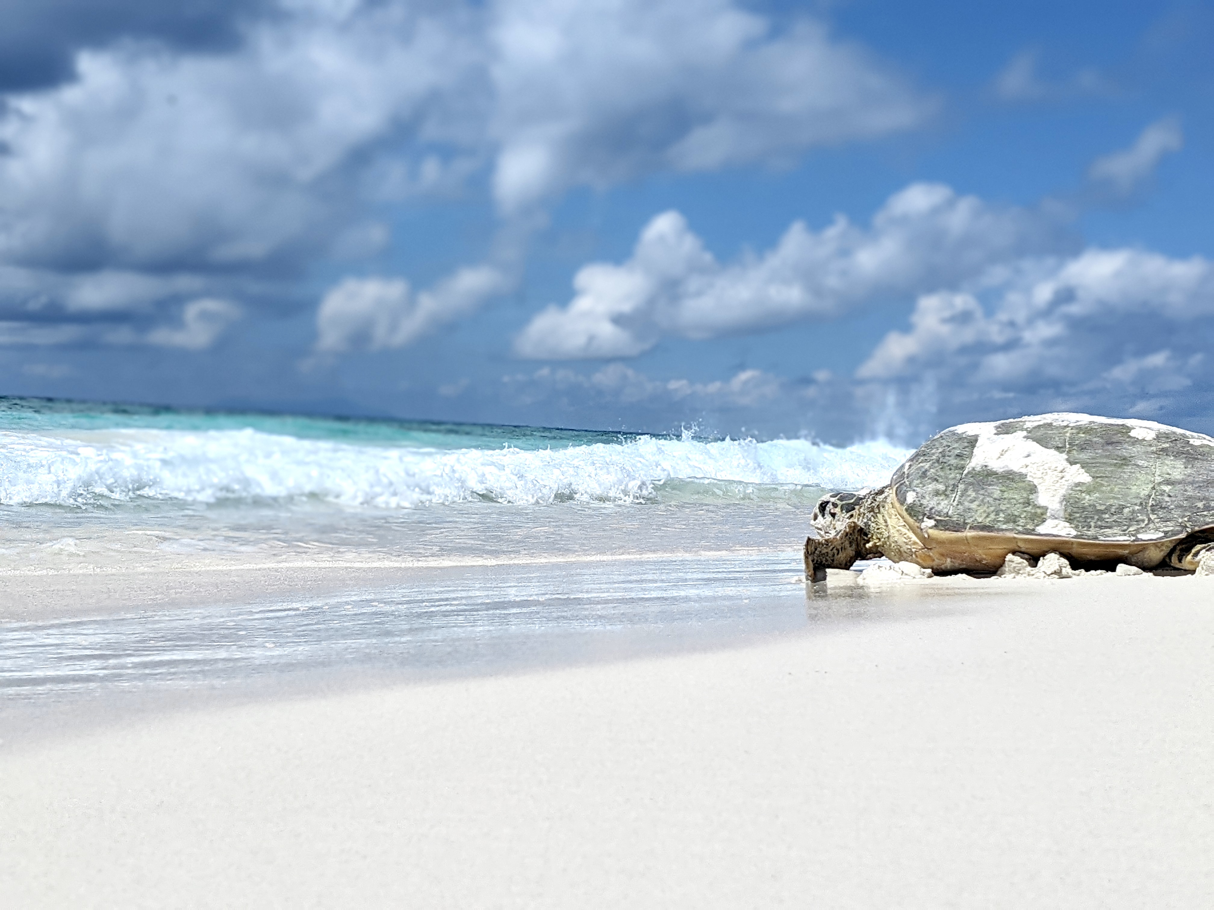 Hawksbill turtle close-up