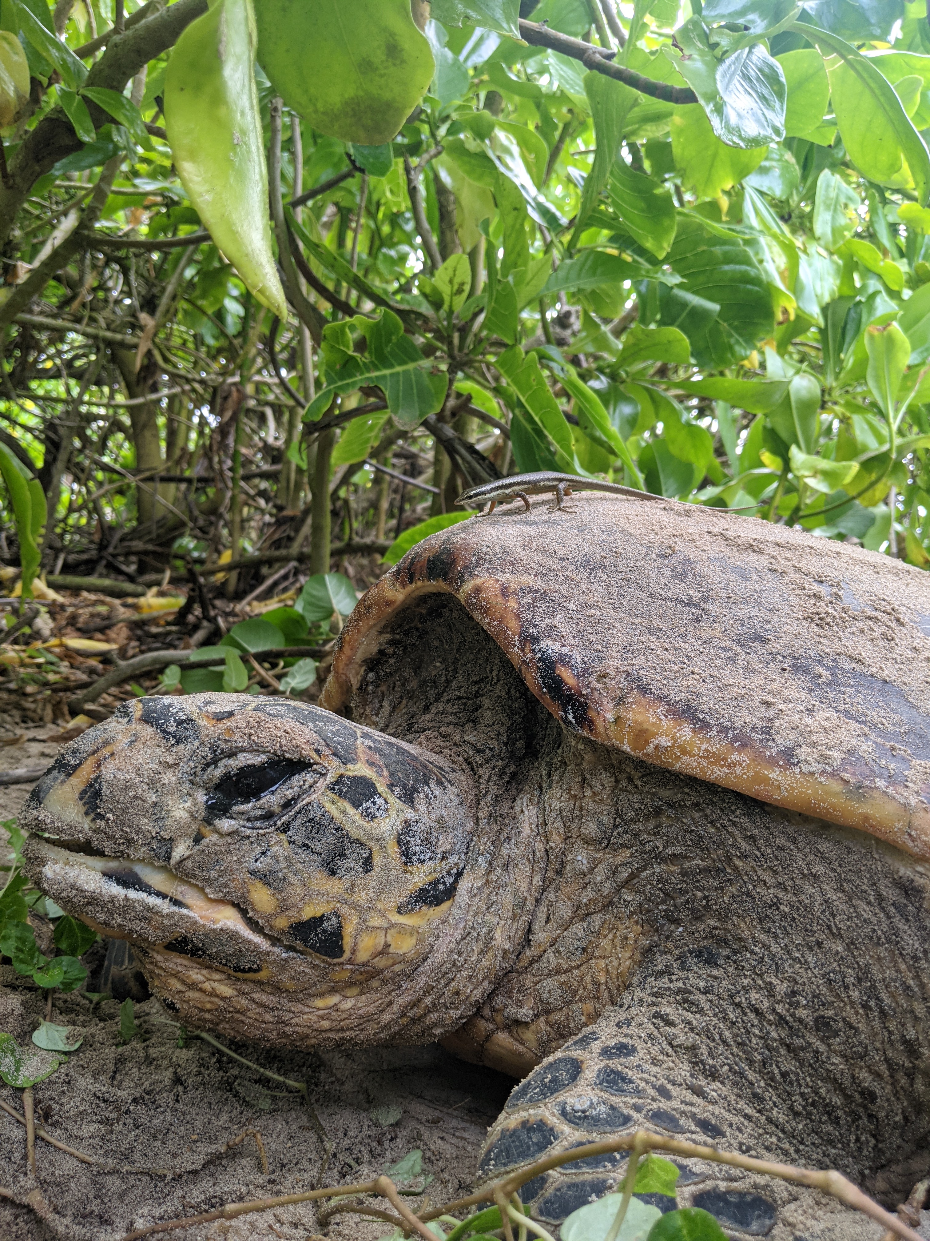Hawksbill turtle and lizard