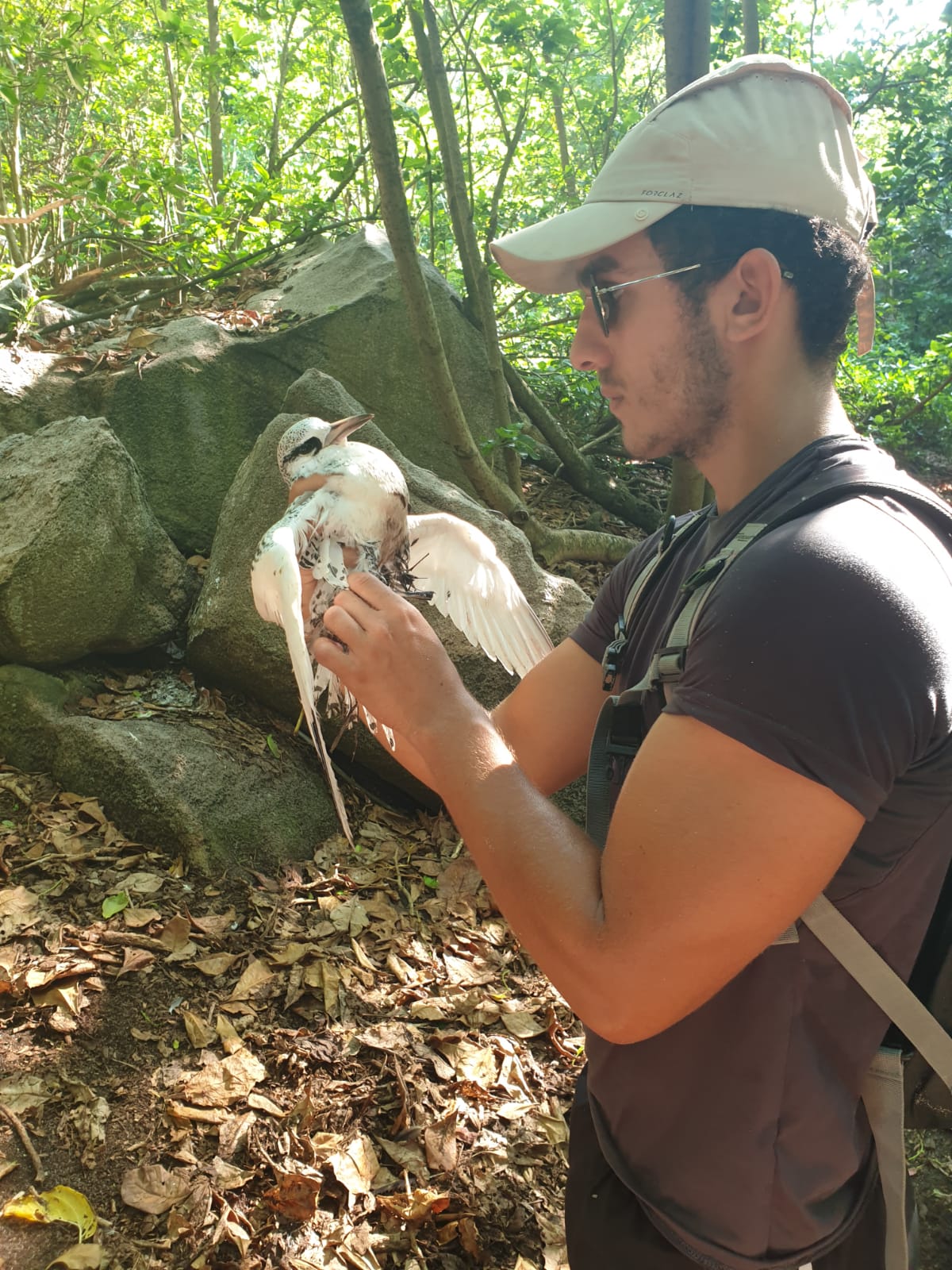 White-tailed tropicbird