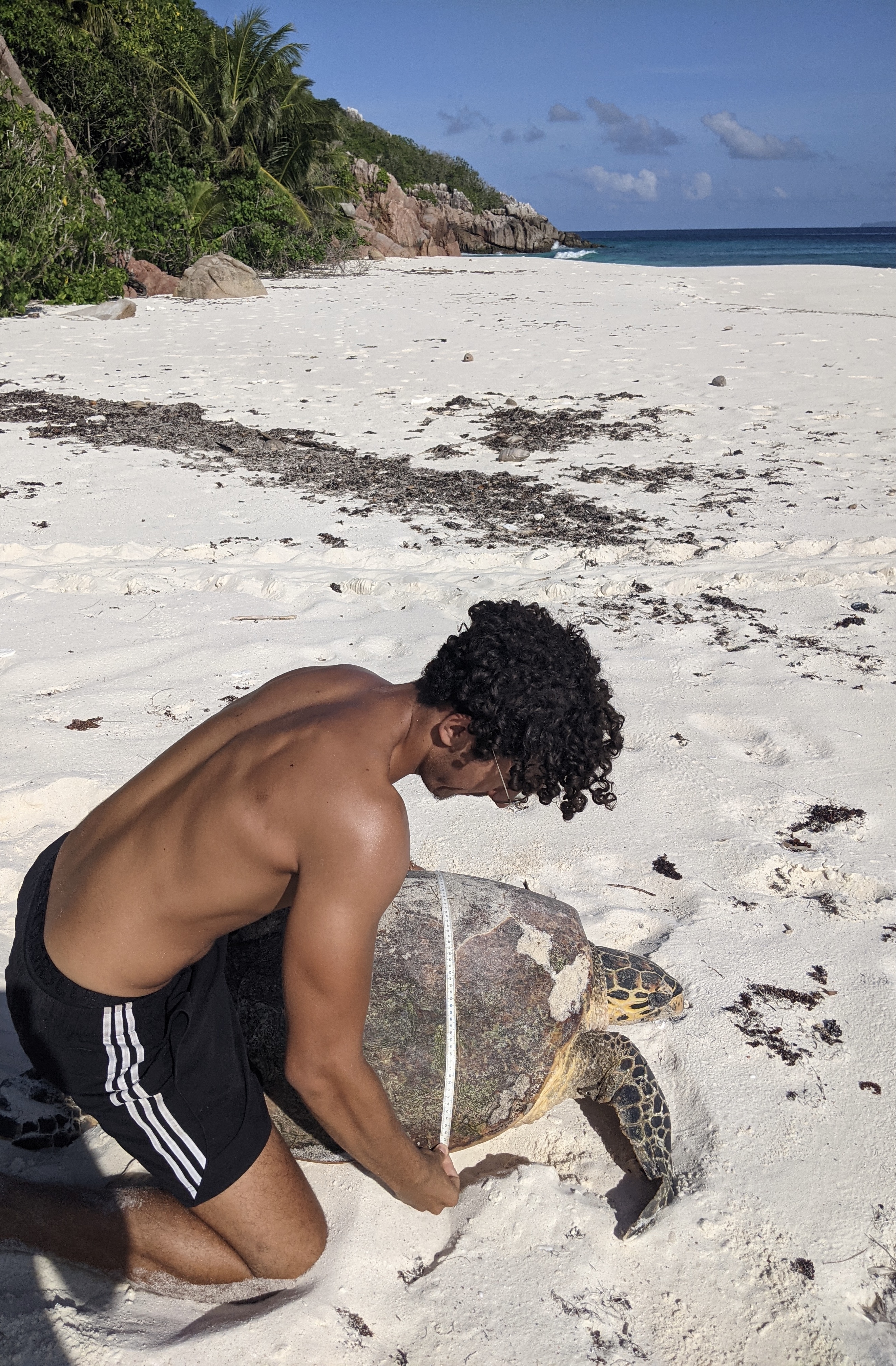 Monitoring hawksbill turtles