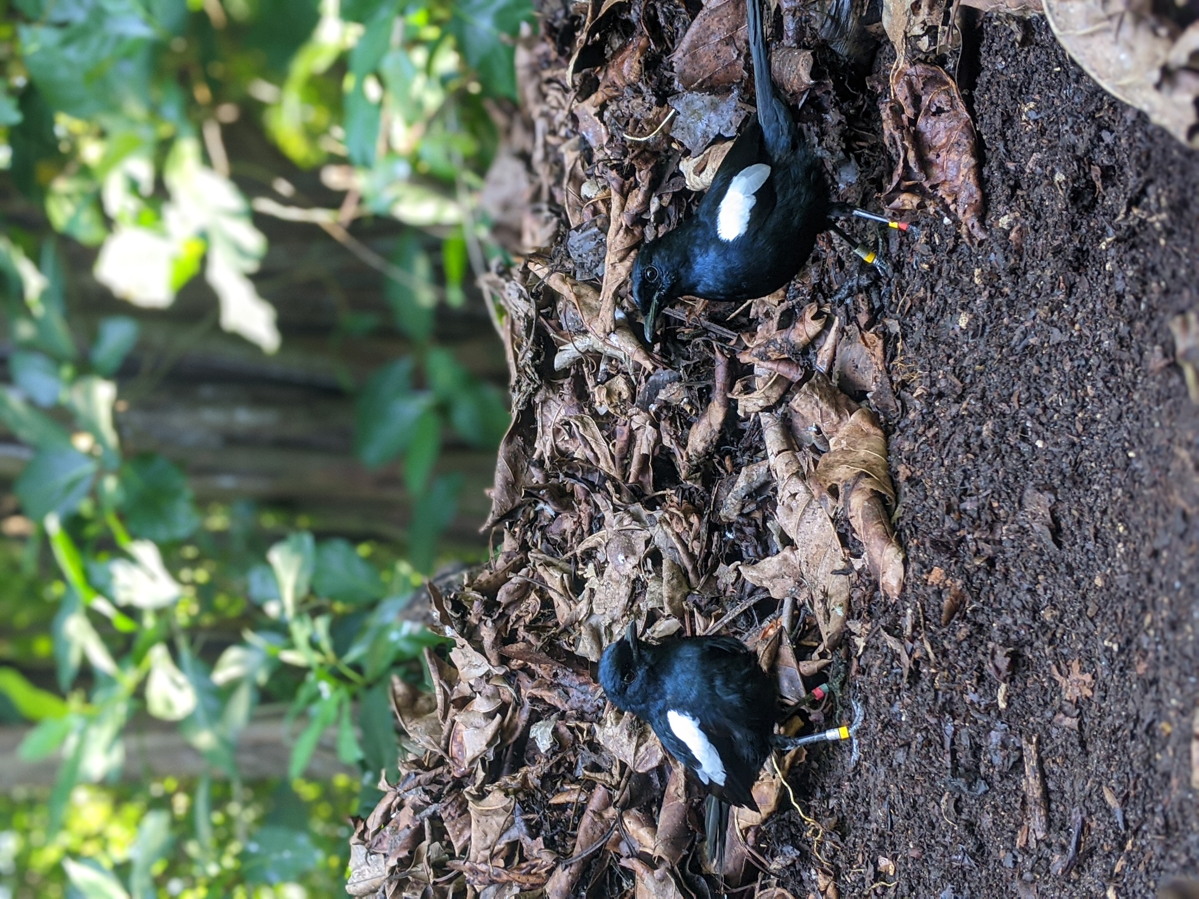 Seychelles magpie-robin