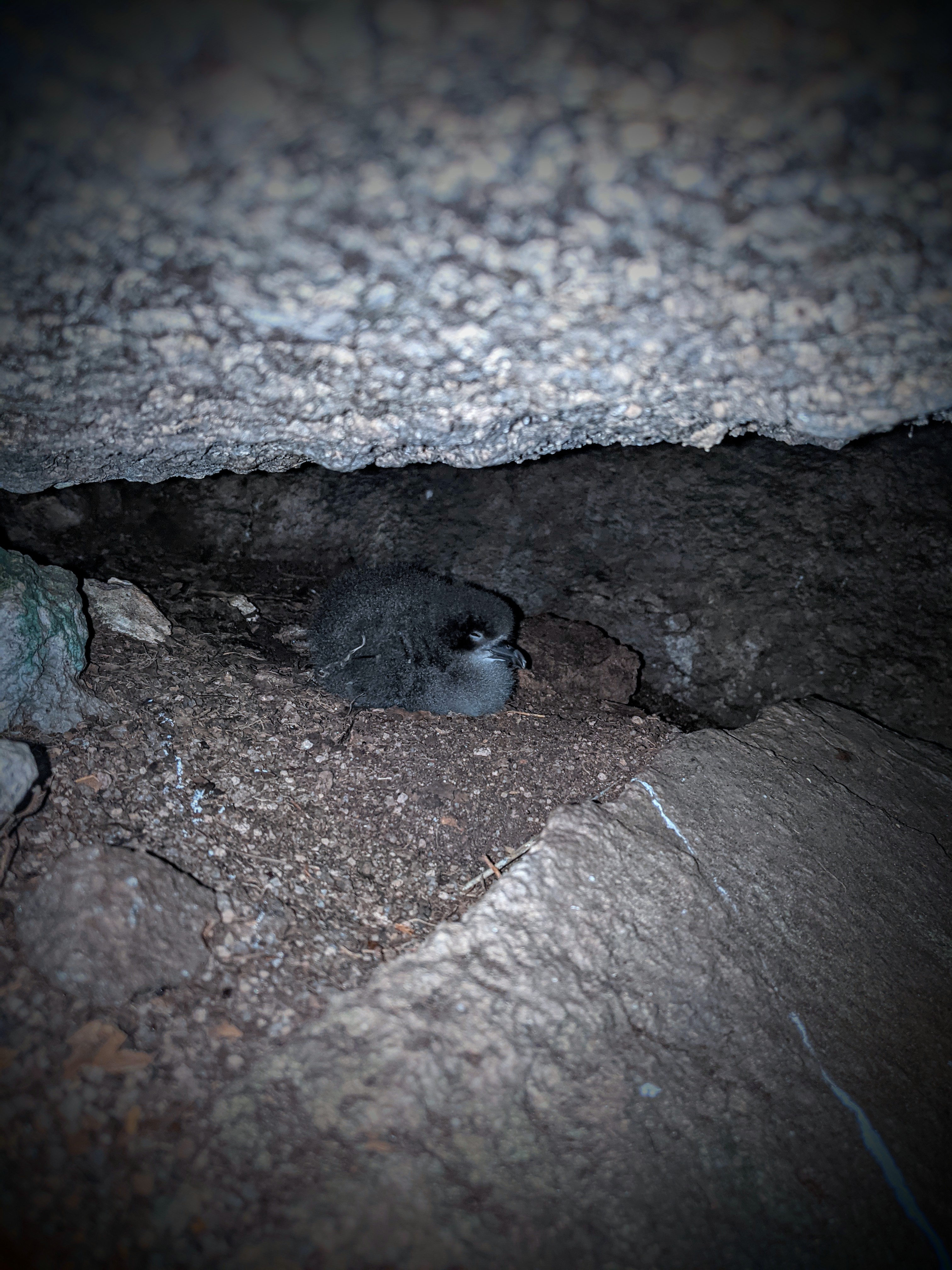 Tropical shearwater chick