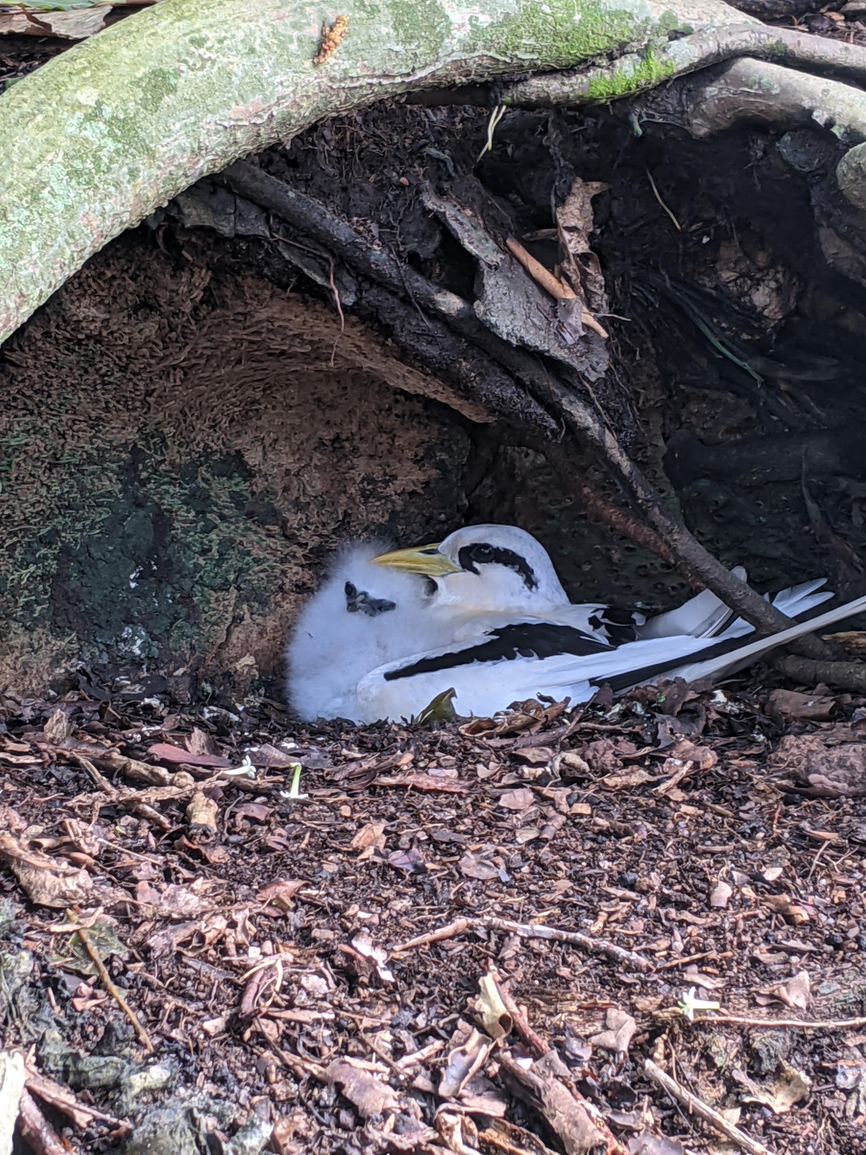White-tailed tropicbird adult and chick