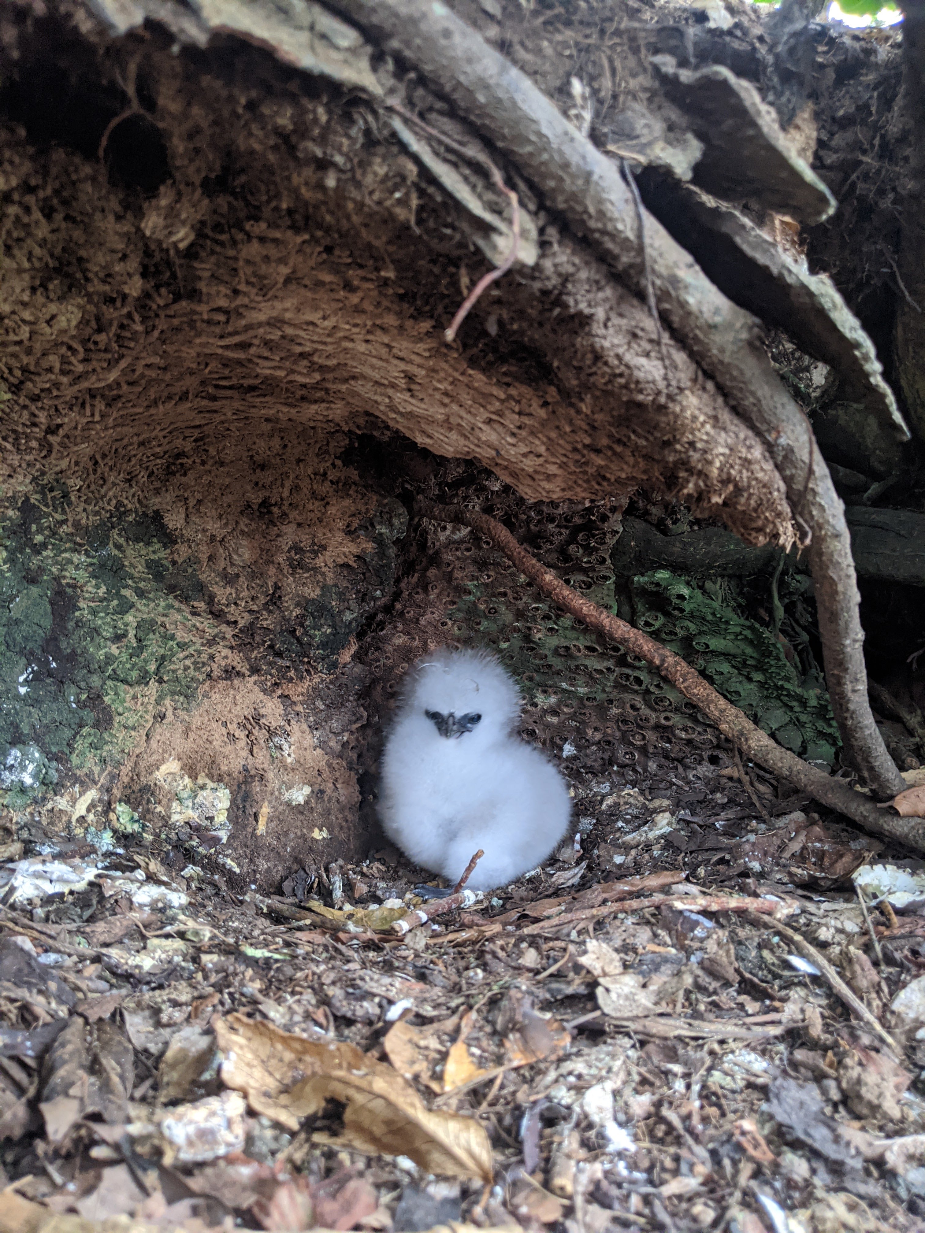 White-tailed tropicbird chick