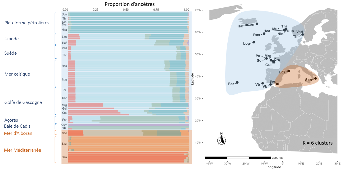 Schematic connectivity network and refugia for cold-water coral reefs
