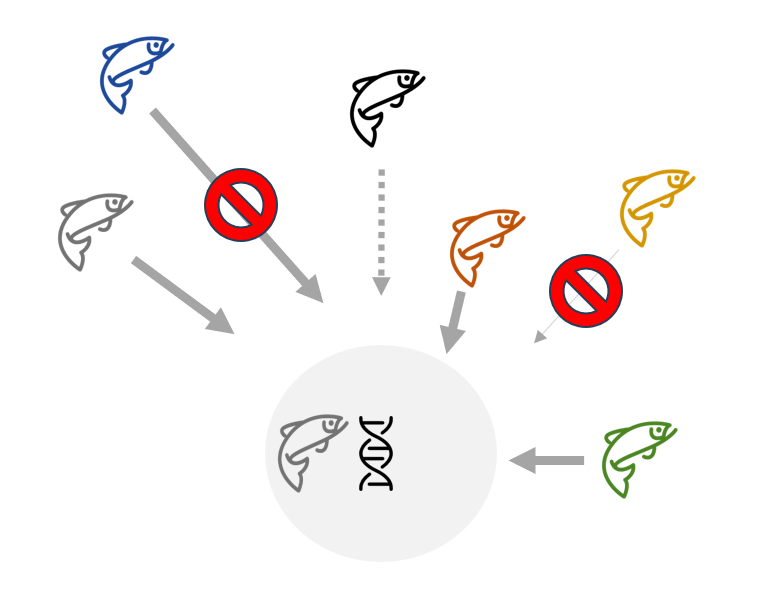 Origin-dependent fitness in Atlantic salmon